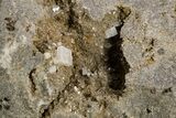 Herkimer Diamond in Matrix - The Ace of Diamonds Mine, New York #324470-1